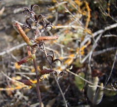 Adromischus filicaulis