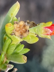 Mestoklema tuberosum