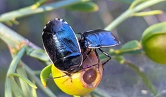 Canthophorus melanopterus