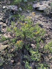 Mestoklema tuberosum