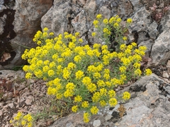 Odontarrhena tortuosa