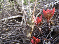 Tylecodon ventricosus