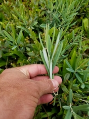 Andromeda polifolia latifolia