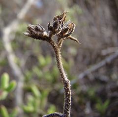 Tylecodon ventricosus