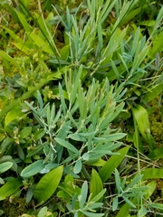 Andromeda polifolia latifolia