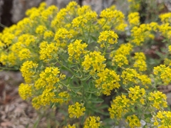 Odontarrhena tortuosa