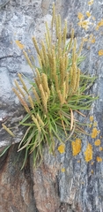 Plantago maritima juncoides