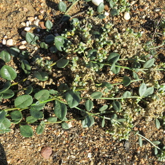 Limeum telephioides telephioides