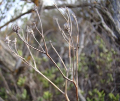 Tylecodon ventricosus