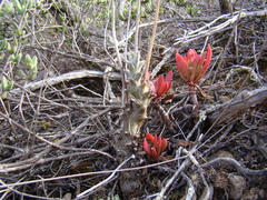 Tylecodon ventricosus