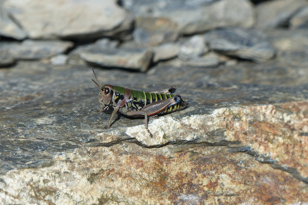 Cophopodisma