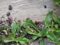 Coccinella algerica