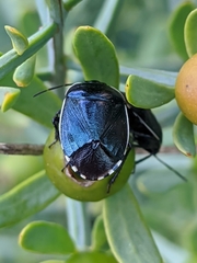 Canthophorus melanopterus