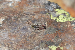 Gomphoceridius brevipennis