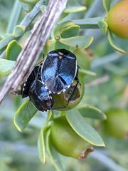 Canthophorus melanopterus