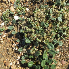 Limeum telephioides telephioides