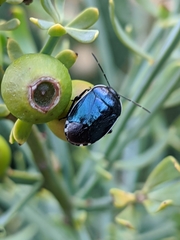 Canthophorus melanopterus