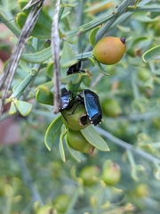 Canthophorus melanopterus