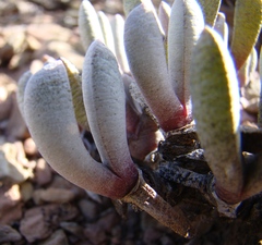 Brianhuntleya intrusa