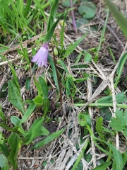 Soldanella