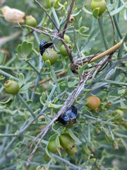 Canthophorus melanopterus