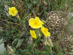 Helianthemum oelandicum orientale