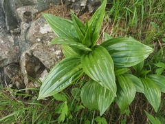 Gentiana lutea