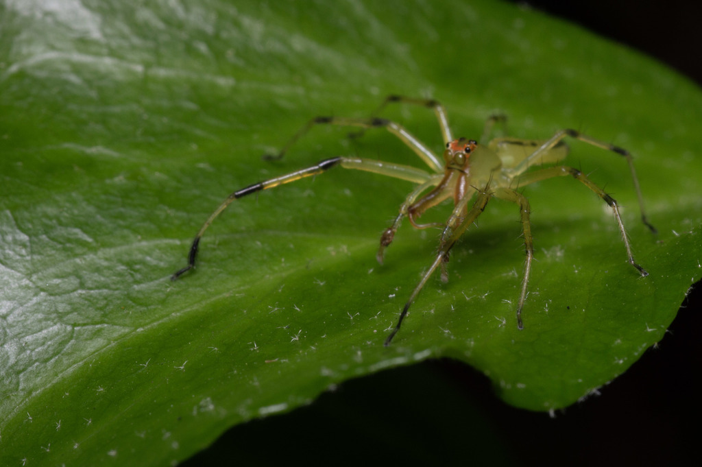 Magnolia Green Jumping Spider from Glencliff, Nashville, TN 37211, USA ...