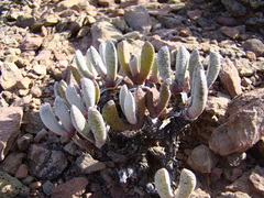 Brianhuntleya intrusa