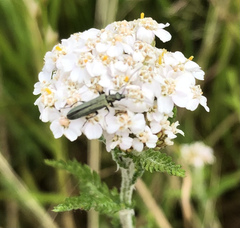 Oedemera virescens