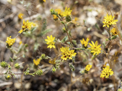 Lessingia pectinata tenuipes