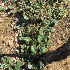 Limeum telephioides telephioides