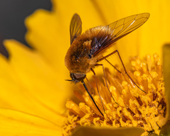 Bombylius mexicanus