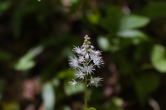 Tiarella nautila