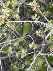 Diospyros intricata