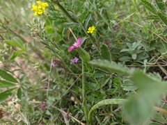 Silene subconica