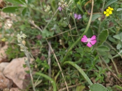 Silene subconica