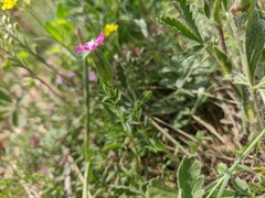 Silene subconica