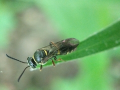 Argogorytes nigrifrons