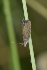 Dichrorampha plumbana