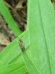 Argogorytes nigrifrons