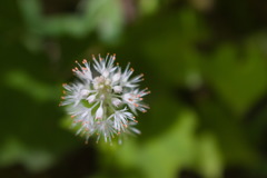 Tiarella nautila