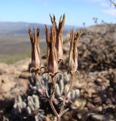 Tylecodon ventricosus