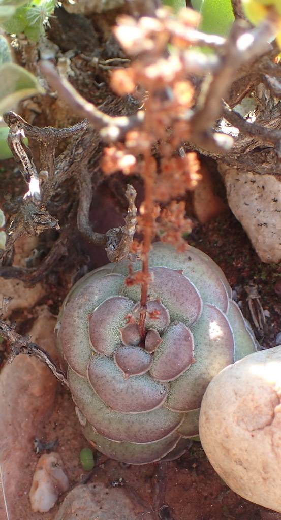 Crassula hemisphaerica 2