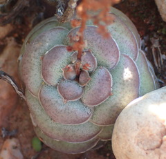 Crassula hemisphaerica