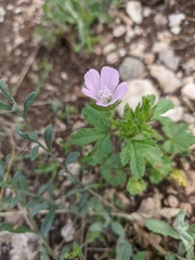 Malva setigera