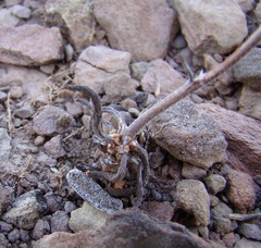 Tylecodon ventricosus
