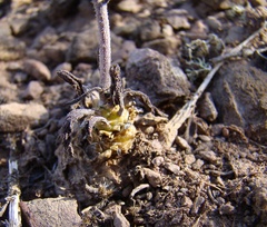 Tylecodon ventricosus