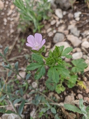 Malva setigera