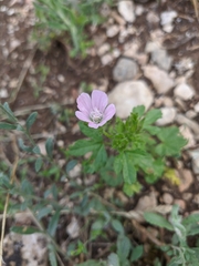 Malva setigera
